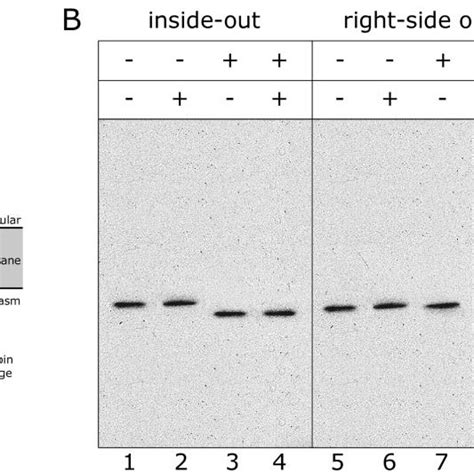 Biochemical Analysis Of The Membrane Topology Of Affinity Purified