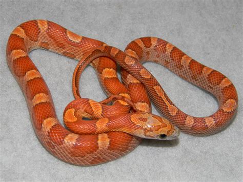 Corn Snakes Photos, Pictures. Morphs, Snakes, Reptiles