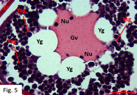 Vitellogenesis stage in May (MT). | Download Scientific Diagram