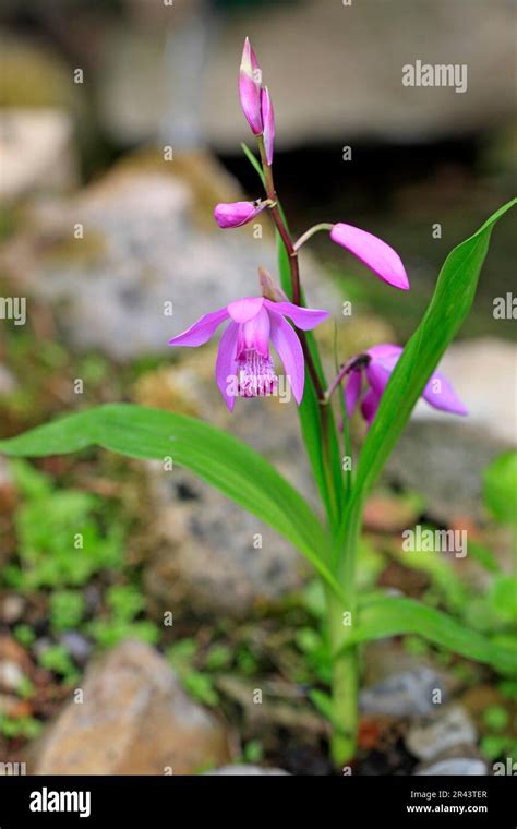 Hardy Chinese Ground Orchid Bletilla Striata Chinese Orchid Stock