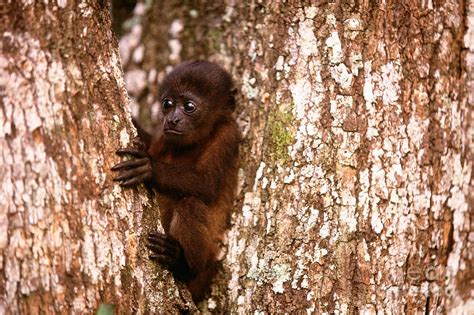 Mantled Howler Monkey Baby Photograph by Art Wolfe