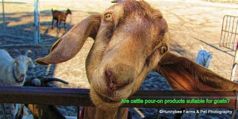 Drenches for Goats: Using Cattle and Horse Anthelmintics - WormBoss