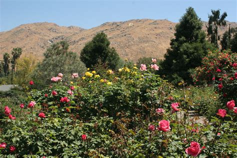 Riverside County Botanical Gardens Beautiful Flower Arrangements And