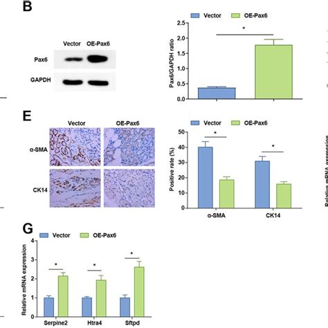 Pax Elevation Improves The Tear Secretion Disorder In Ss Mice A B