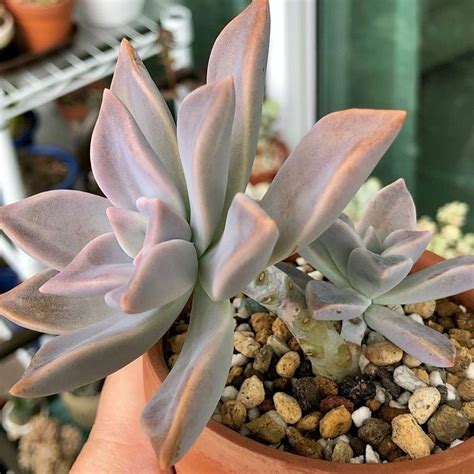 Ghost Plant Graptopetalum Paraguayense Succulents Care Plants