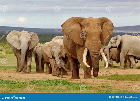 Elephant herd clipart