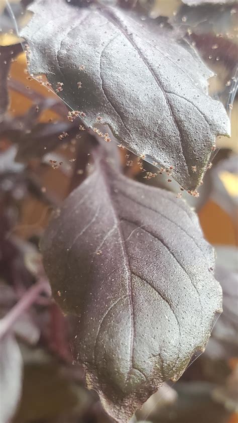 Spiders or something else? : r/gardening