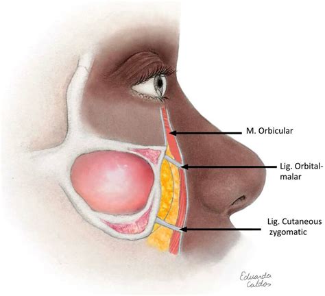 Anatomy of the periorbital region. | Download Scientific Diagram