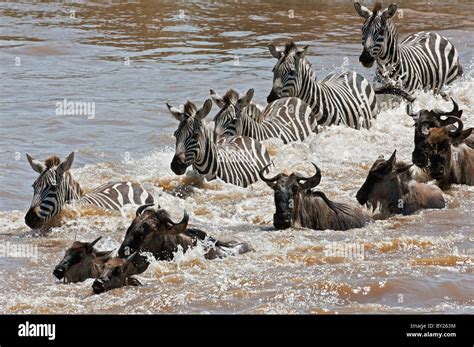 Wildebeest and Zebra crossing the Mara River during the annual ...