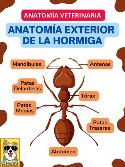 Resúmenes de Formicidae Descarga apuntes de Formicidae