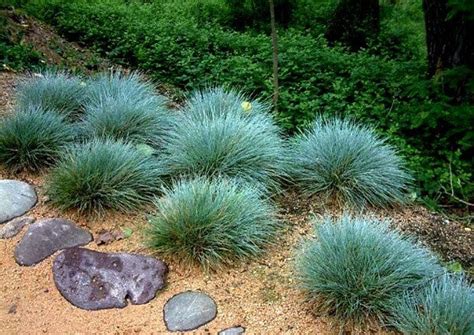 Blue Fescue Festuca glauca – Smart Seeds Emporium