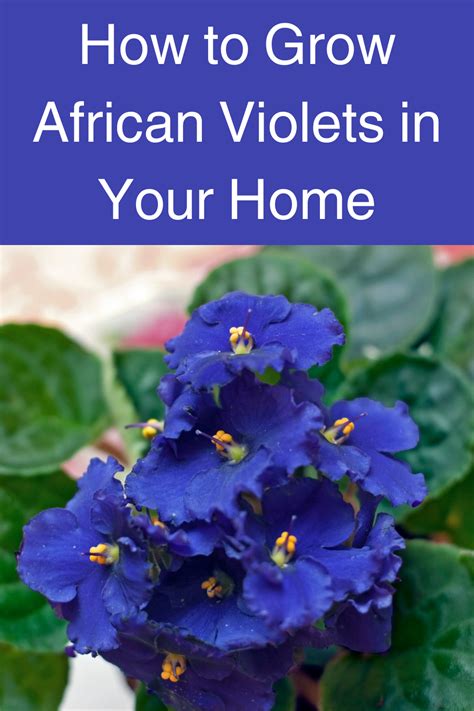 How To Grow African Violets Easily Artofit