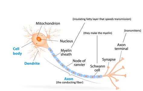 Welcome To Toxtutor Toxicology Msdt