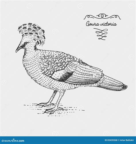 Victoria Crowned Pigeon Engraved Hand Drawn Vector Illustration In