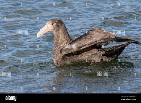 Southern Giant Petrel Macronectes Giganteus Single Adult Swimming On