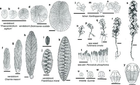 Growth Series Of Vendobionts A K Living Organisms I T And