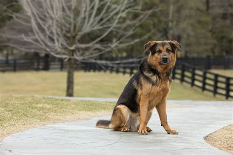 Senior Dog In Canadian Shelter For 7 Years Waiting To Be Adopted