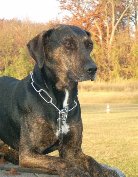 Rasseportrait Ealc European Association Of Louisiana Catahoulas