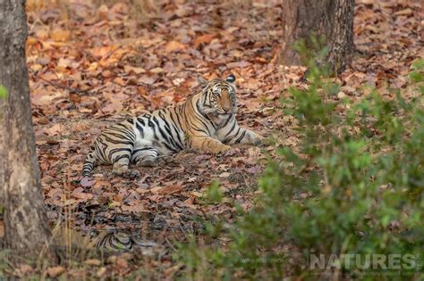 The Tigers Of India - For The Third Time - News - NaturesLens