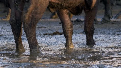 African Buffalos Legs Mud Stock Footage Video 100 Royalty Free