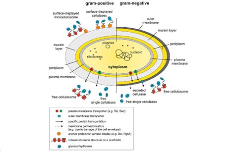 Schematic Drawing Of A Bacterial Cell Showing The Localization Of