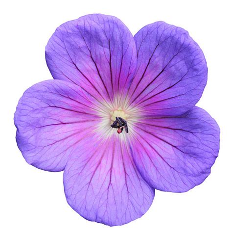 49,000+ Geranium Colors Stock Photos, Pictures & Royalty-Free Images ...