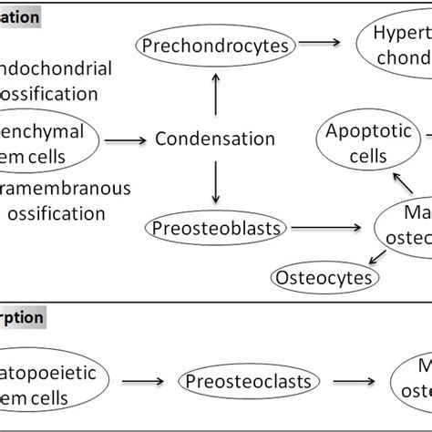 Glycerophospholipid structure and the site of action of phospholipases ...