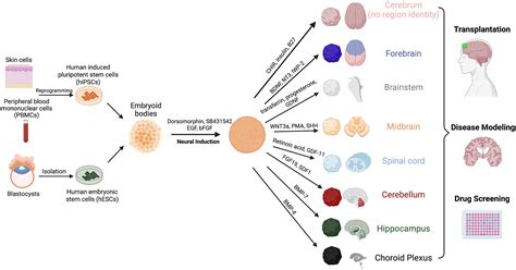 Human Mini Brains And Spinal Cords In A Dish Modeling Strategies