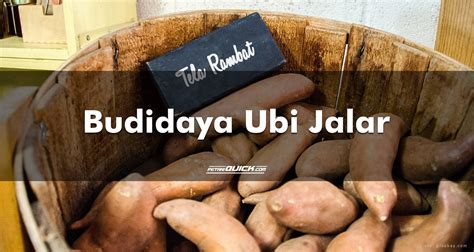 Budidaya Ubi Jalar Petani Quick