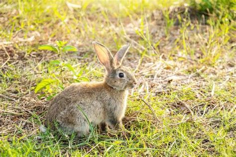 Rabbit Hunting Stock Photos, Images and Backgrounds for Free Download