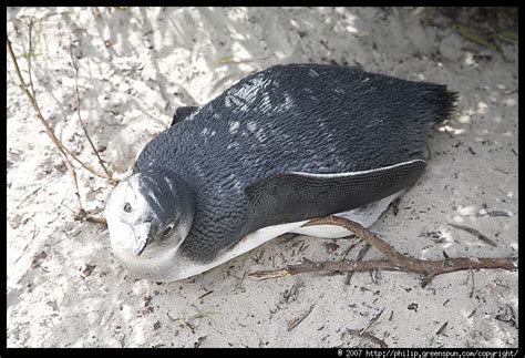 Photograph By Philip Greenspun Boulders Beach 5