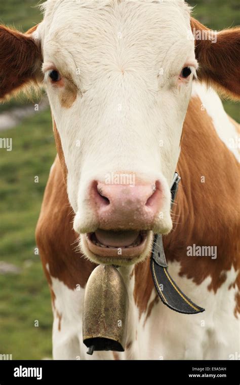 Cow And Bell Stock Photo Alamy