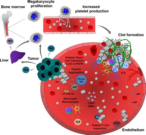 Frontiers Platelet Cancer Interplay Molecular Mechanisms And New