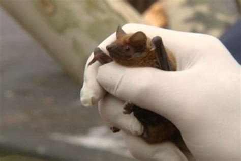 Strasbourg Sauvetage De Chauves Souris Sur Le Chantier Du Palais De