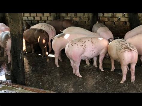 How To Feed Pigs In The Small Farm របបចញចមជរកកនងកសដថនតចមយ