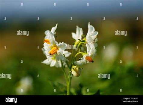 Flowers of a potato plant Stock Photo - Alamy