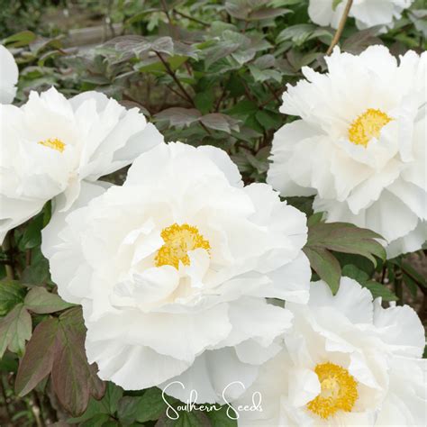 Peony, Moutan Tree (Paeonia suffruticosa) - 10 Seeds - Seed Therapy
