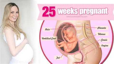 25 Weeks Fetal Development Hiccups Pregnancy