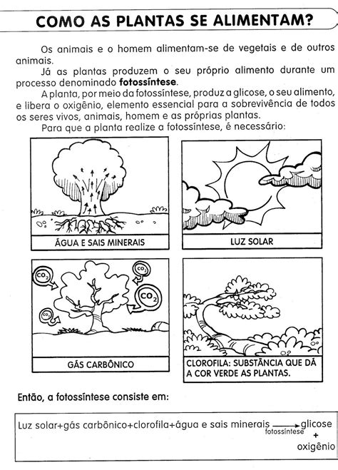 Saber e Saberes Fotossíntese