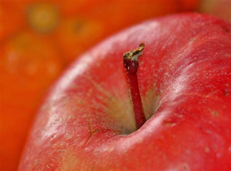 Gambar Apel Menanam Buah Daun Bunga Makanan Merah Menghasilkan