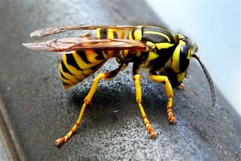 Hornets Wasps Yellow Jackets Identification In Southern Maine Southern Main