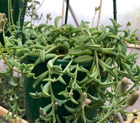 2 4 6 8 Pot Of Rooted String Of Dolphins Succulents Senecio