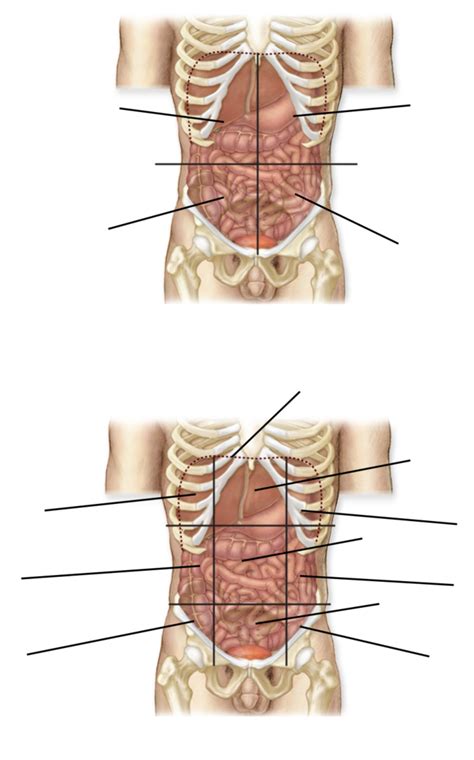 Topic 1 Abdominopelvic Regions Diagram Quizlet