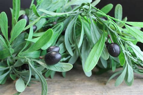 Vintage Plastic Olive Tree Leaves Garland Greenery With Olives