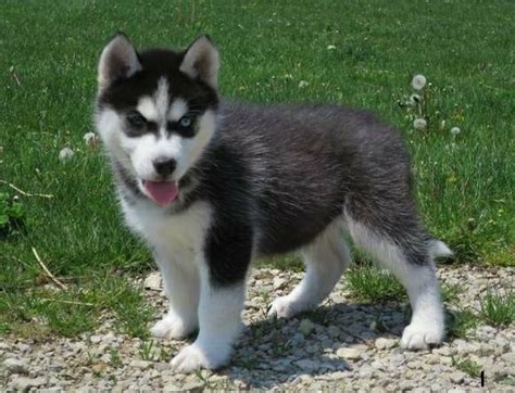 Husky-puppies-for-adoption PORTABLE