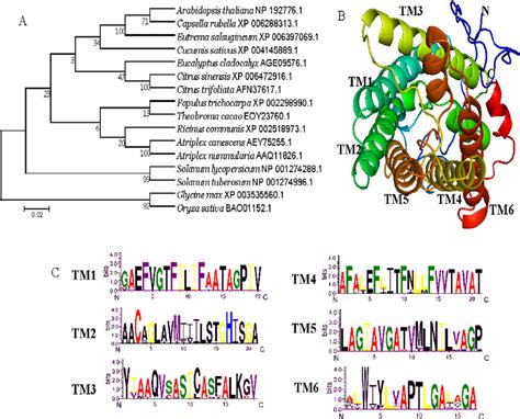 Bioinformatics Analysis Of Acnip A Phylogenetic Analysis Of