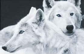 Arctic Wolves - Wolves Photo (24595150) - Fanpop