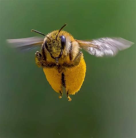 Close Up of a Bee Flying in the Air