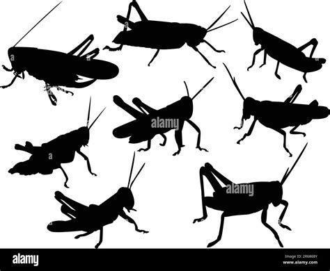 Grasshoppers Silhouette Collection Vector Stock Vector Image And Art Alamy