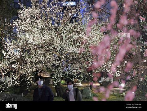 People Enjoy Viewing Plum Blossoms Lit Up At Yushima Tenjin Shrine Ume